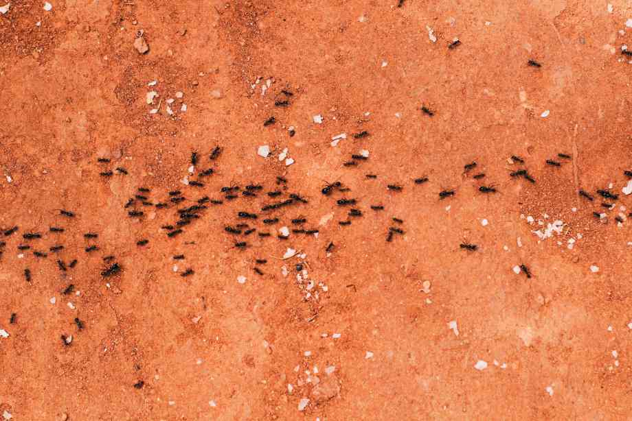Comment se débarrasser des fourmis dans la maison ? Conseils d’expert