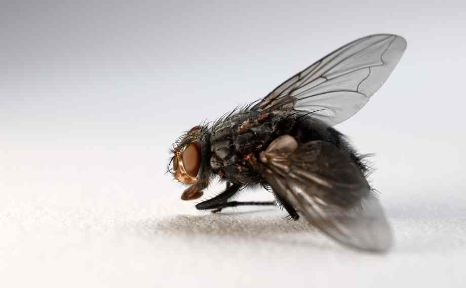 Comment se débarrasser des mouches dans la maison ? Quelques astuces utiles