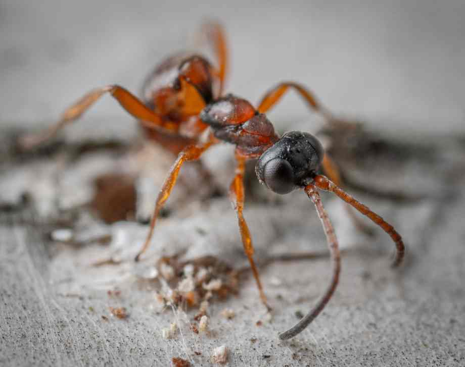 Identifier le type de fourmis