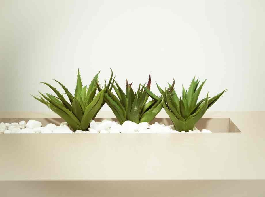 Où placer un Aloe Vera dans la maison ? Conseils et Astuces