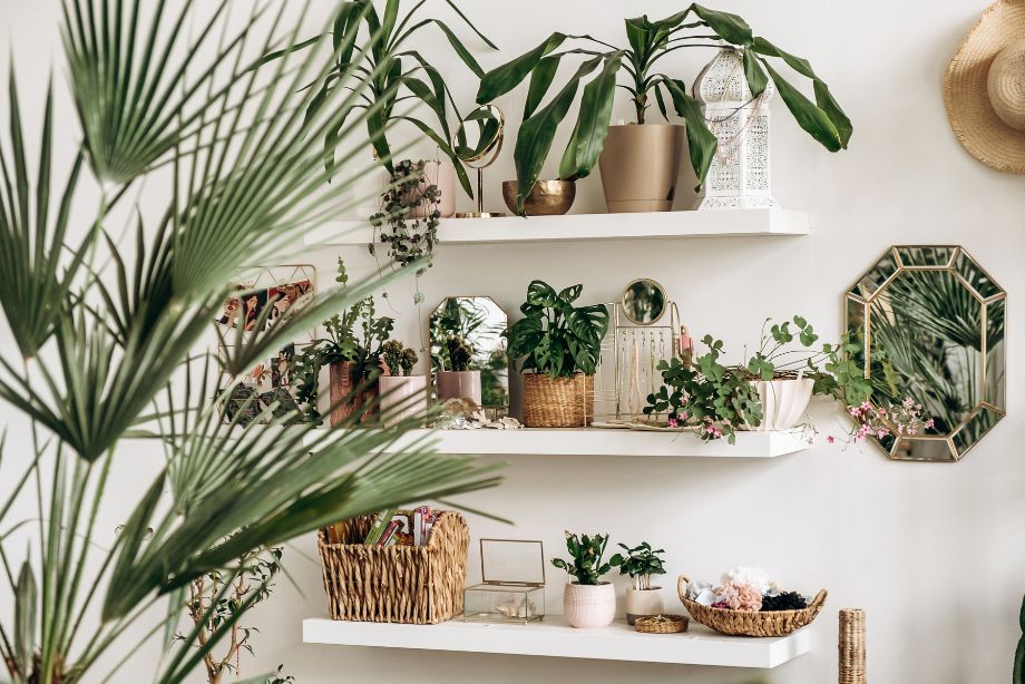 Les meilleures plantes d'intérieur faciles d'entretien