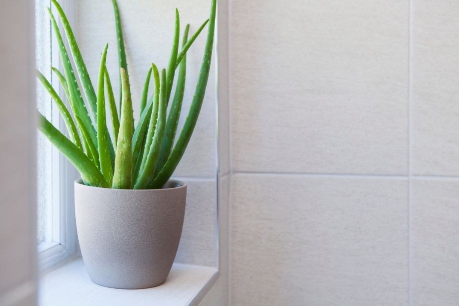 Les plantes résistantes à la négligence