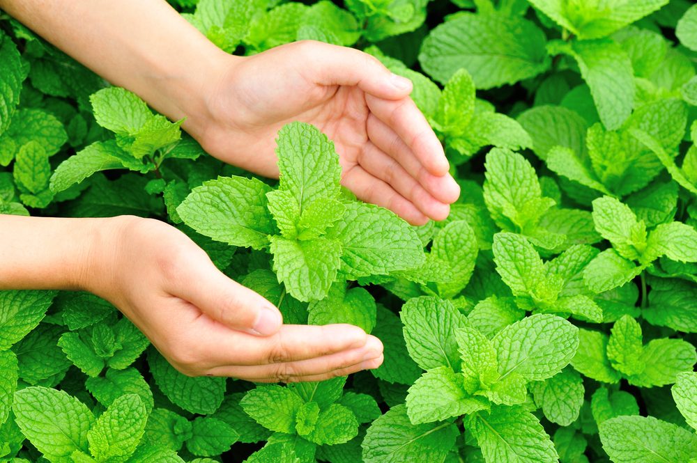 quand et comment planter menthe au jardin ou en pot
