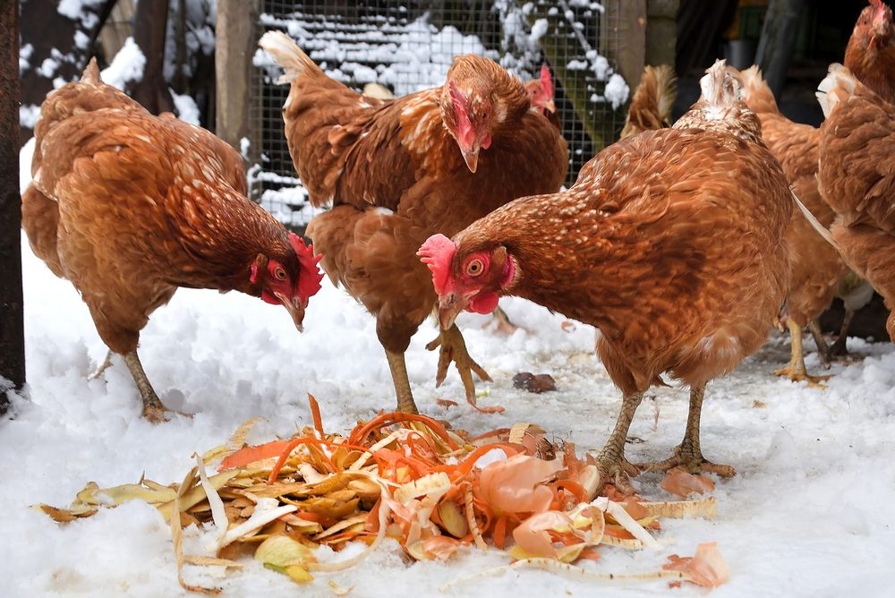 protéger poules du froid cet hiver