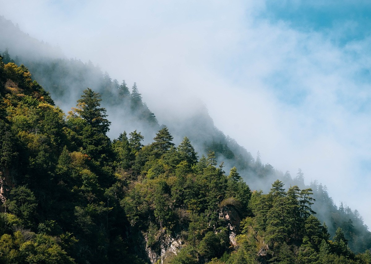 Est-ce rentable d’acheter une forêt ?