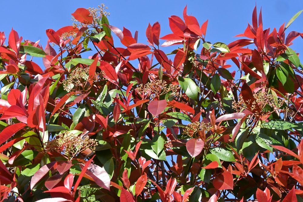 quand et comment tailler les photinias