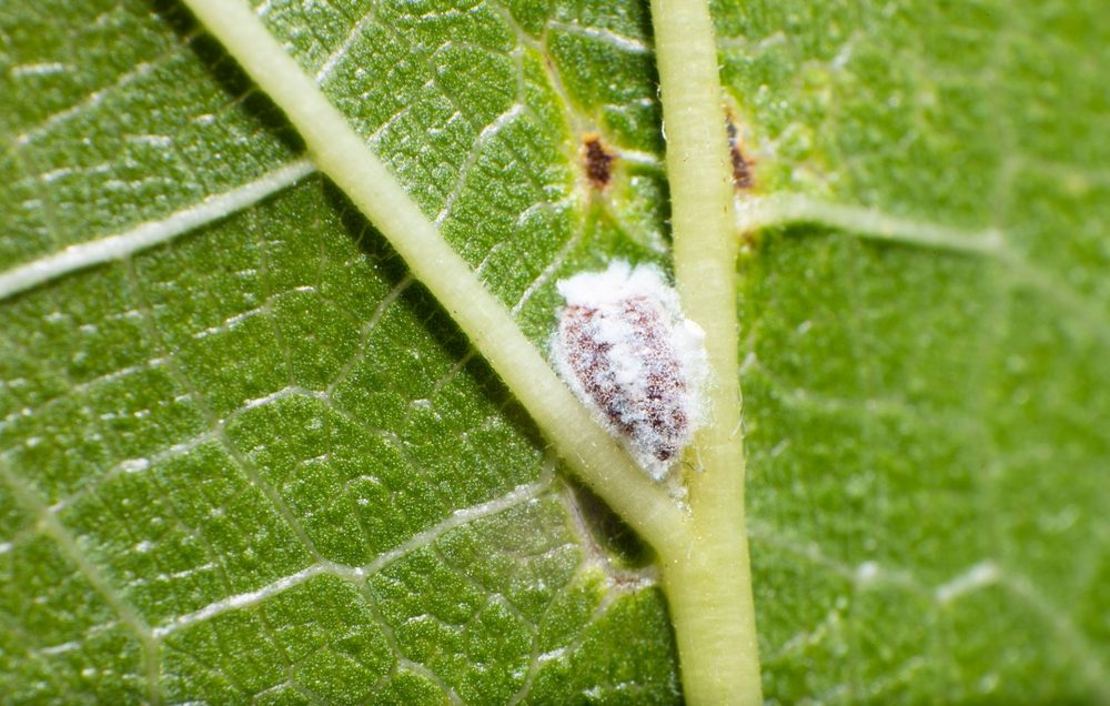 7 astuces se debarrasser cochenilles