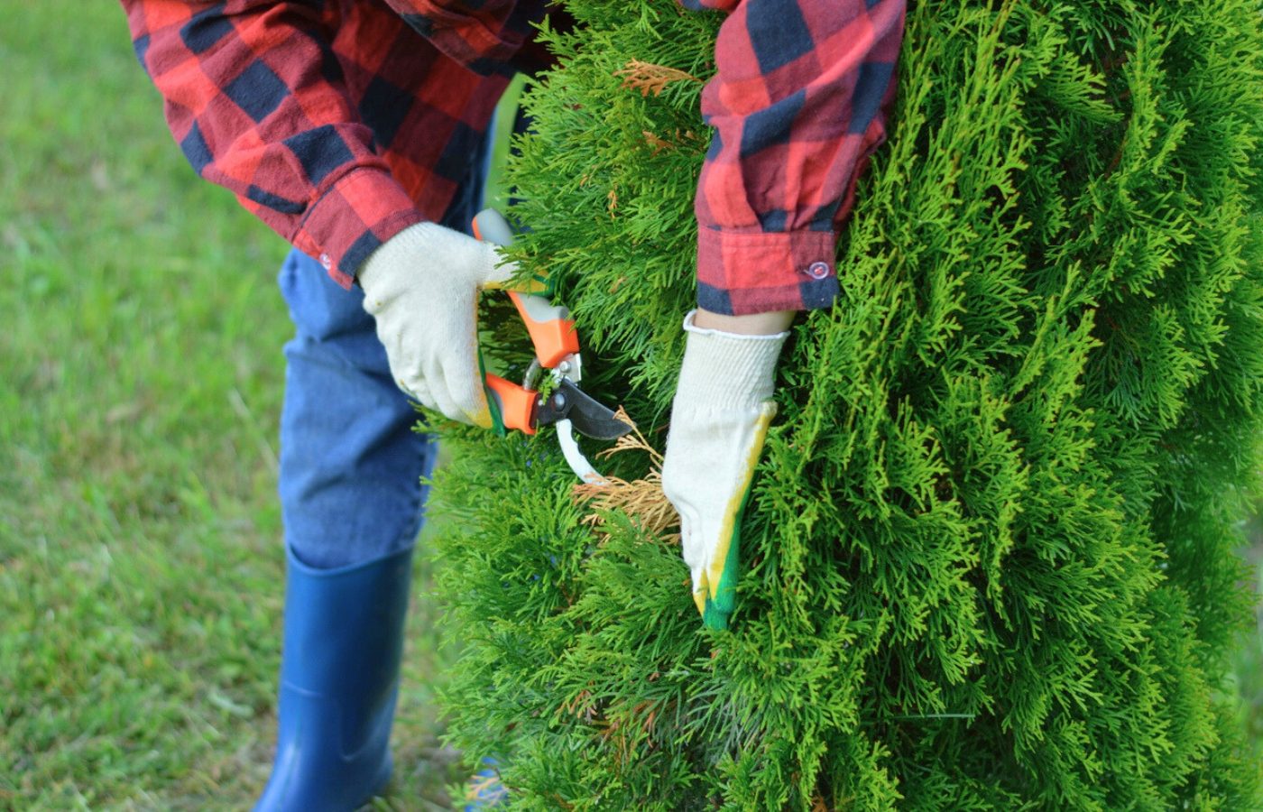 technique entretenir votre haie de cyprès