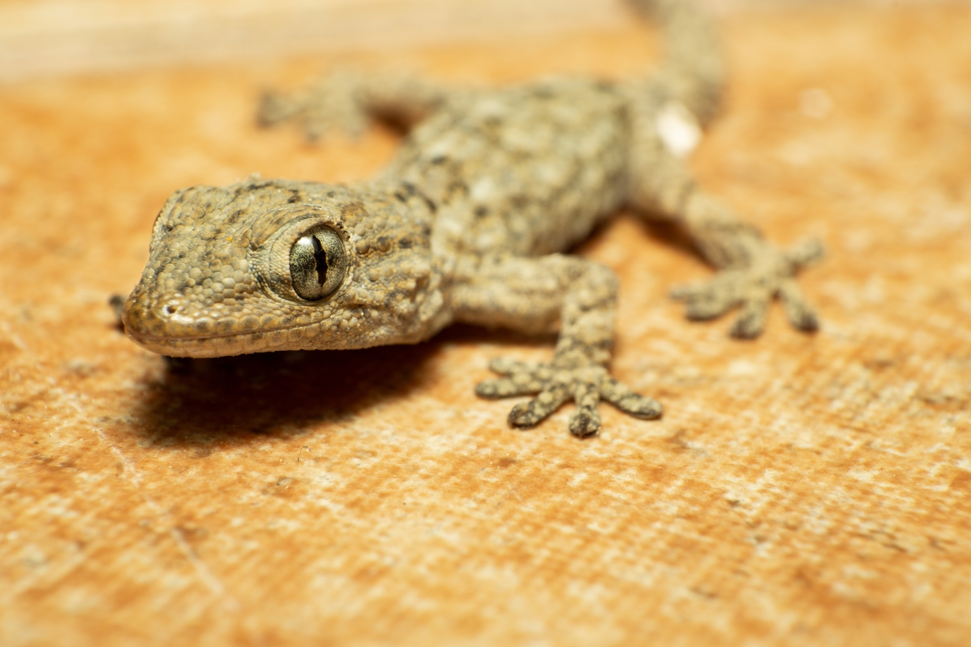 3 astuces pour se débarrasser des lézards