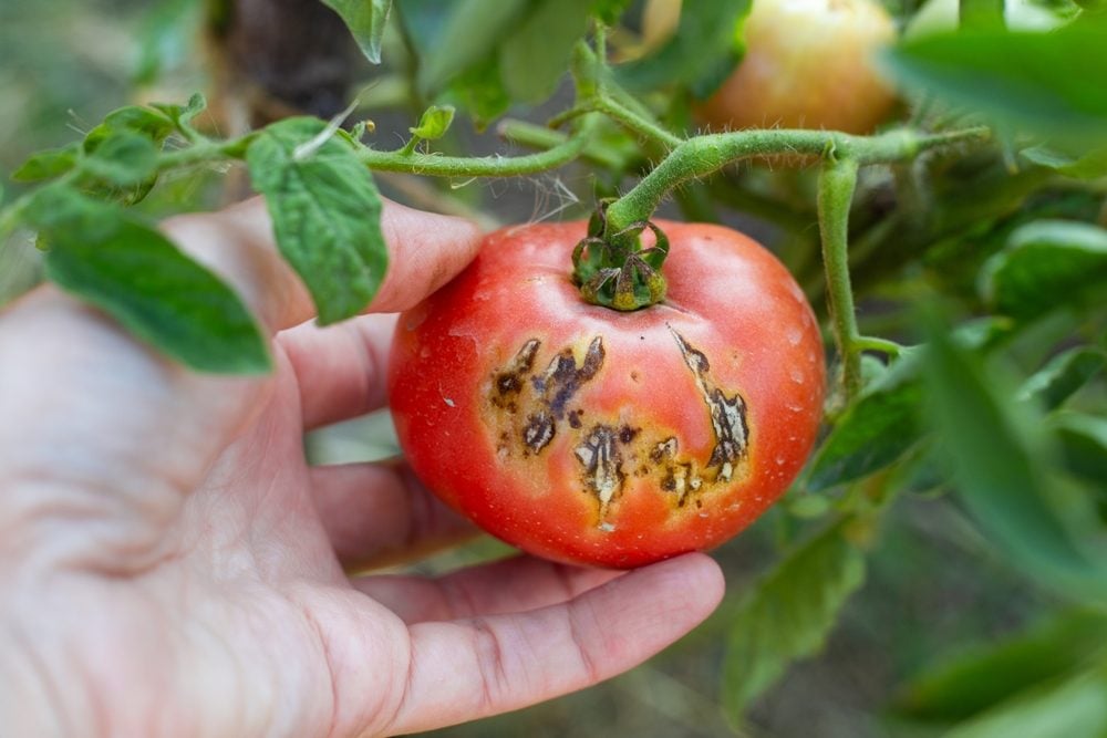 éviter maladies été potager