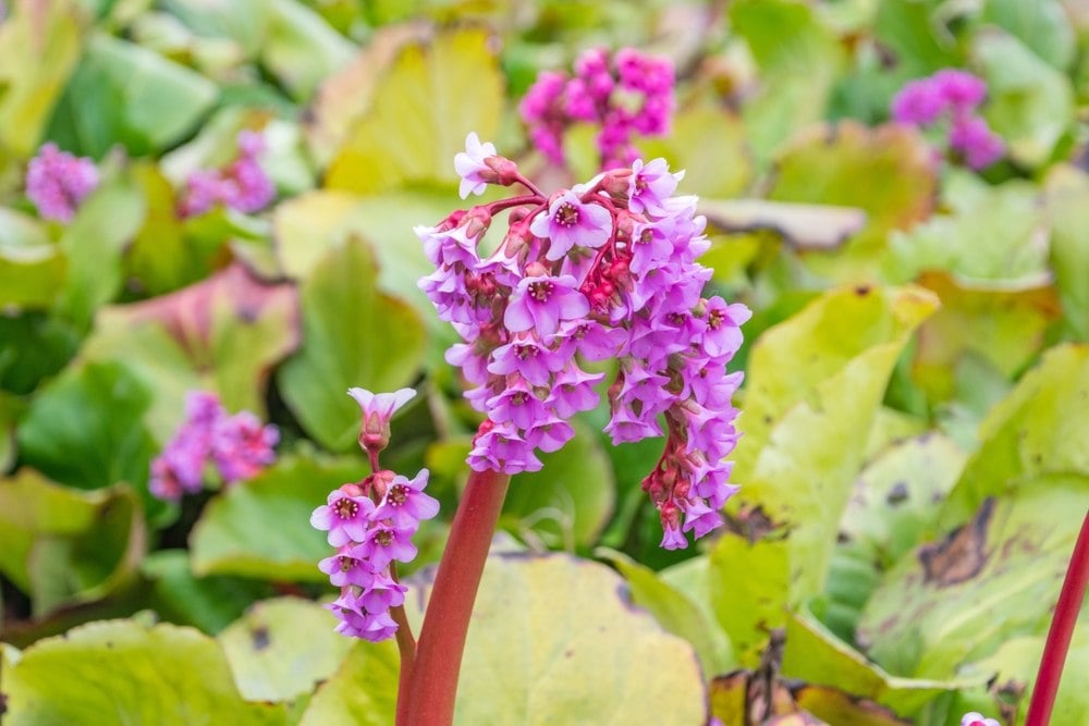 Pas le temps d’arroser ? Ces 5 plantes fleurissent tout l’été sans entretien et rendent votre jardin magnifique