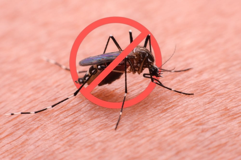 “Zéro moustique depuis que j’utilise ça” : 3 astuces ultra efficaces pour (enfin) arrêter de se faire piquer