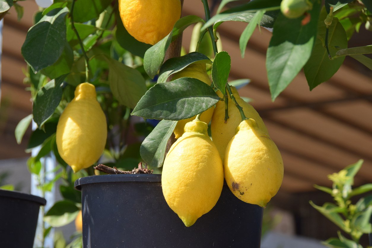 Citronnier en danger : si ses feuilles se replient, voici ce que ça signifie (et pourquoi il faut agir vite)