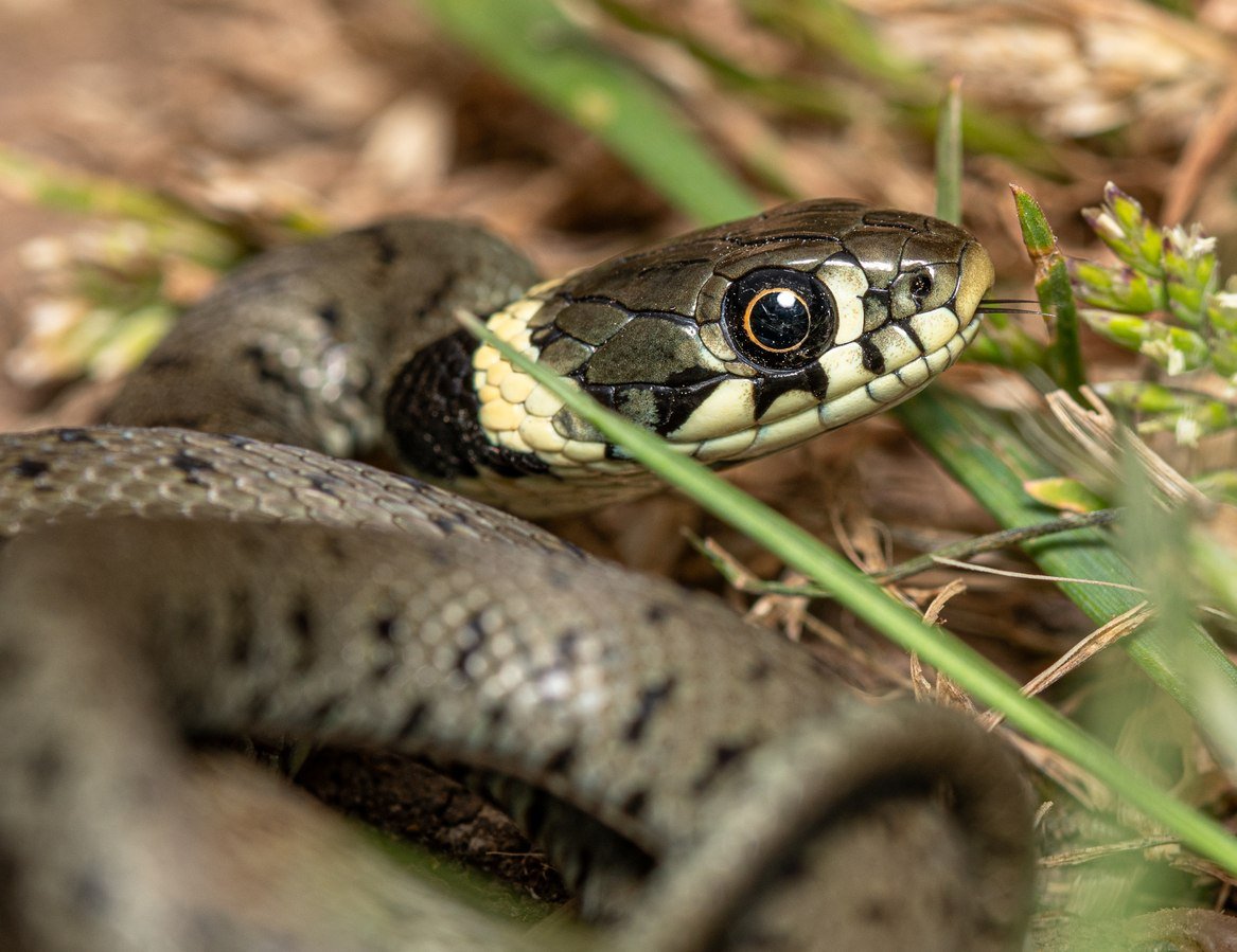 Ces erreurs attirent les serpents dans votre jardin : voici ce qu’il faut éviter et les astuces pour les faire fuir