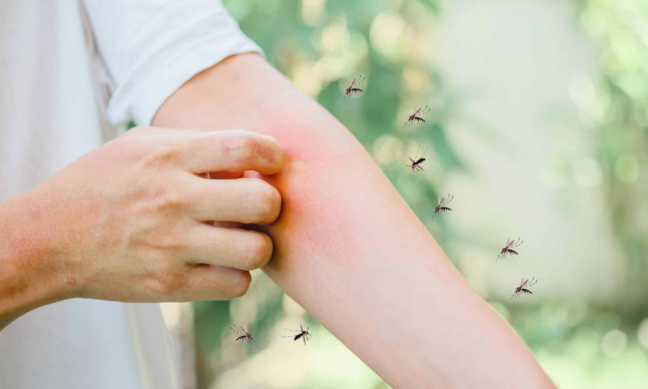 Envie d’un extérieur sans moustiques ? Ces 3 plantes créent une barrière ultra efficace (et totalement naturelle)