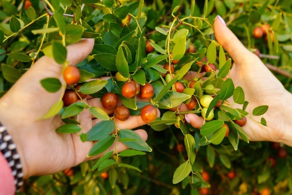 Cet arbre fruitier résiste au froid, à la canicule et donne de délicieux fruits… mais personne ne le connaît