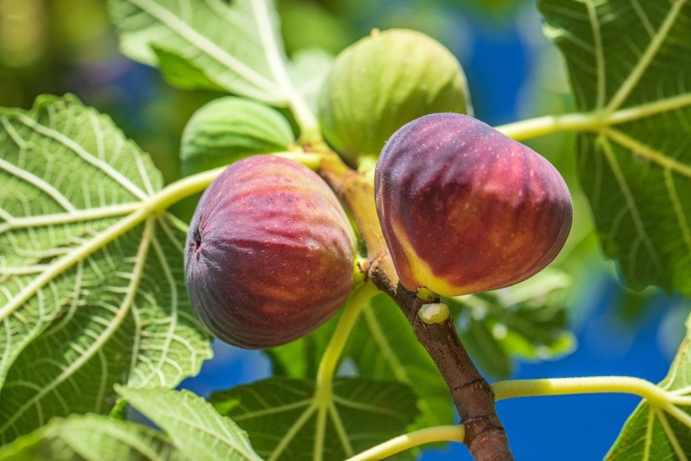 Votre figuier est radin ? Voici le geste simple qui va le rendre (enfin) ultra généreux en fruits