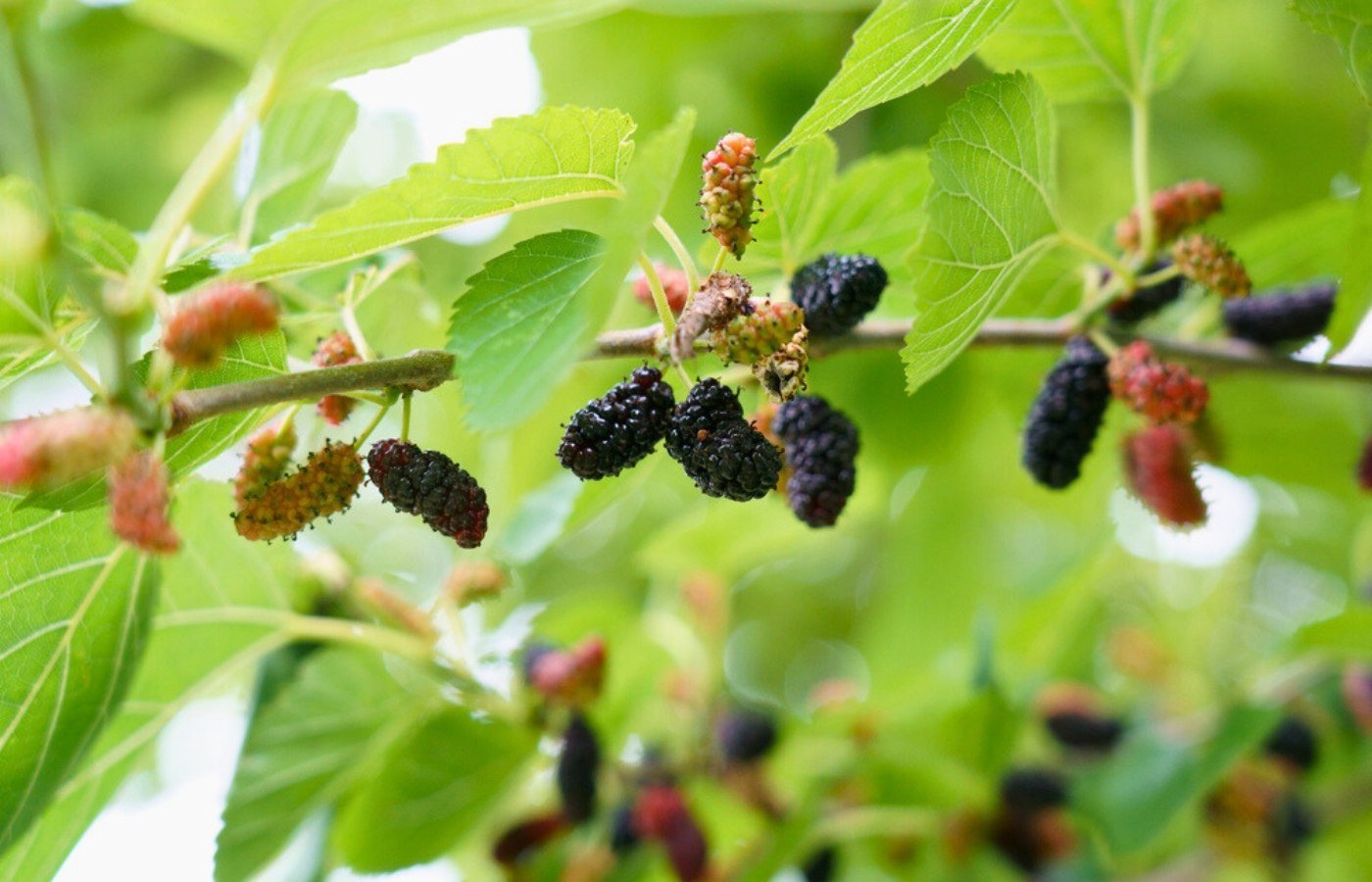 Vous cherchez un fruitier facile à cultiver ? Plantez cet arbre en mai : peu d’entretien et récolte généreuse garantie !