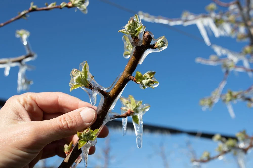 saints de glace en mai 2025