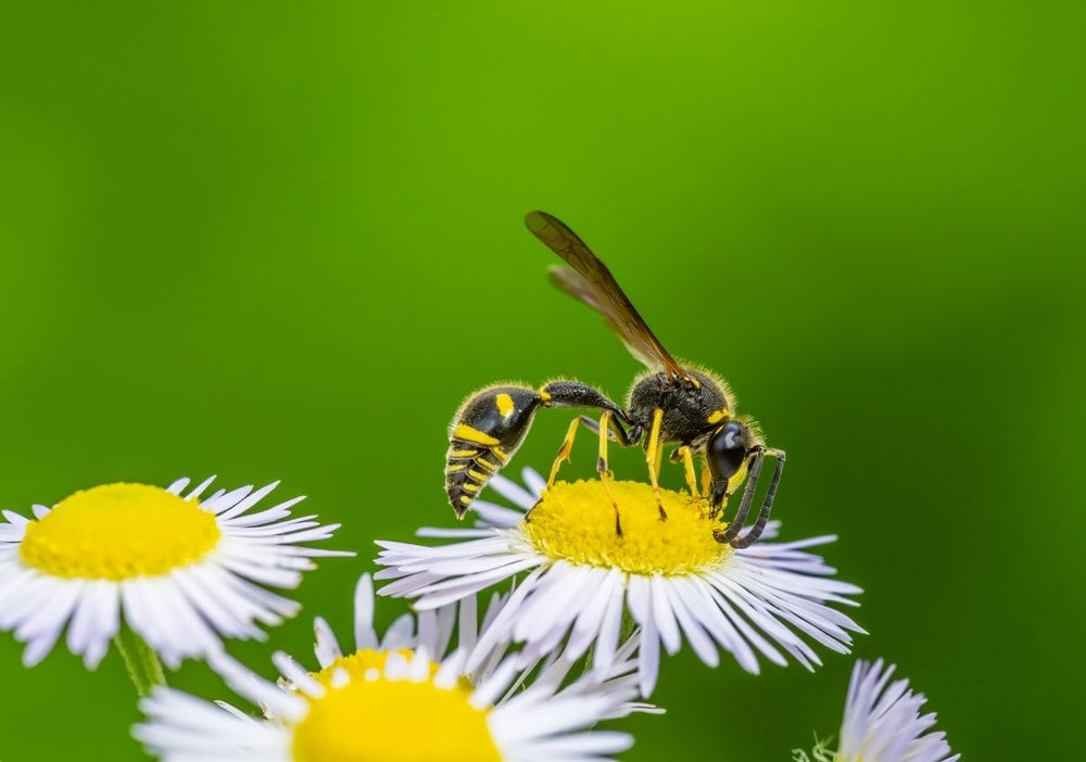 Nid de guêpes de terre dans votre jardin ? Voici ce que vous devez absolument savoir avant d’agir