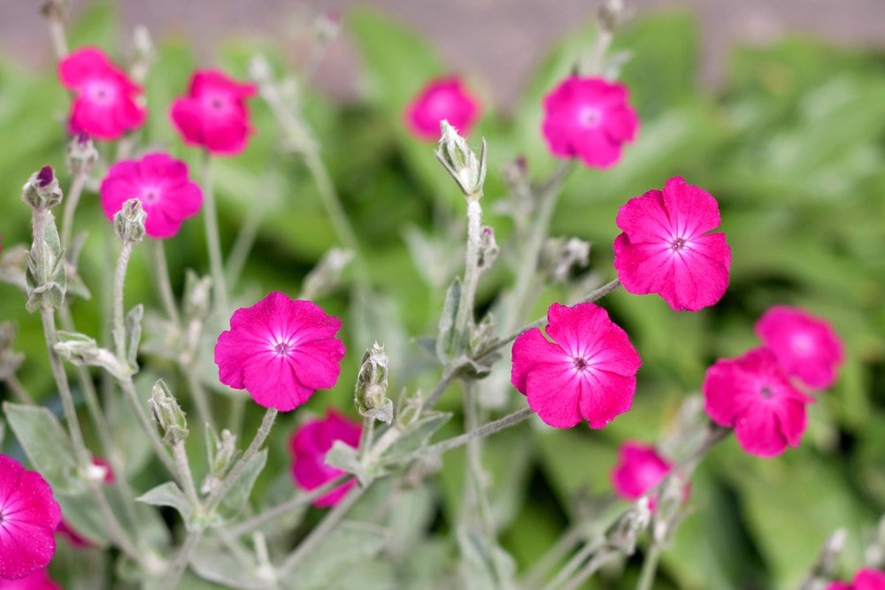 Splendide et increvable : cette plante ancienne redevient tendance dans les jardins (et elle a tout pour plaire)