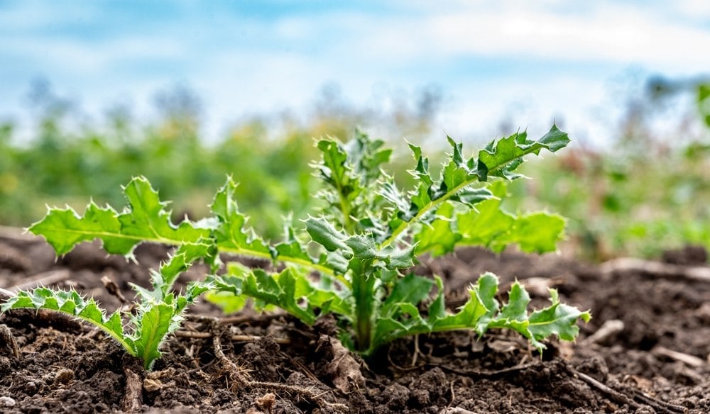 Ne laissez plus les chardons envahir votre jardin : voici les gestes à adopter pour les éliminer (100% naturel)