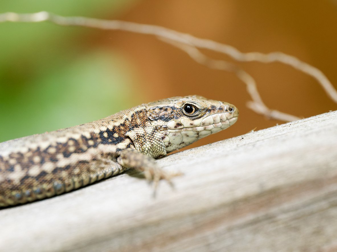 Lézards dans la maison ou au jardin ? Voici ce qui les attire… et 3 astuces naturelles pour les chasser
