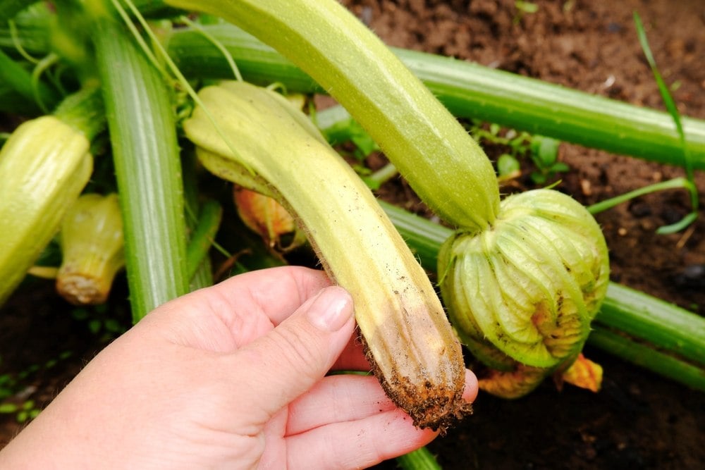 Vos courgettes pourrissent avant de mûrir ? Voici pourquoi et comment éviter cela facilement
