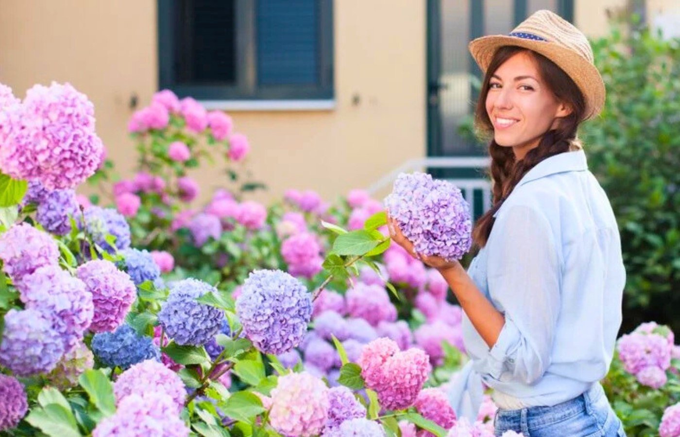 Ne taillez pas vos hortensias n’importe quand : voici la période à respecter pour une floraison magnifique