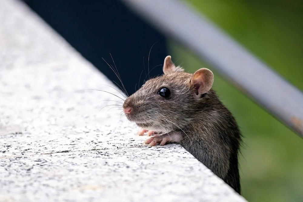 solutions contre rats dans le jardin