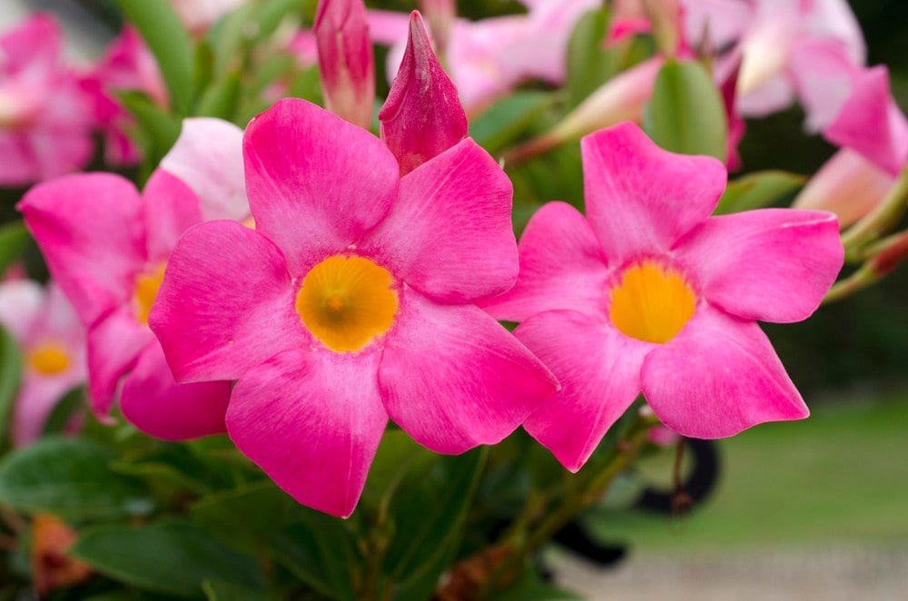 Oubliez les roses au jardin : cette fleur oubliée est toute aussi belle… et demande bien moins d’entretien