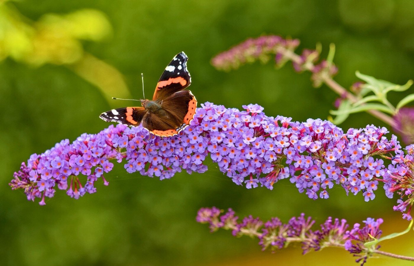 Arbre à papillons (Buddleia) : voici comment le tailler pour une floraison spectaculaire chaque été