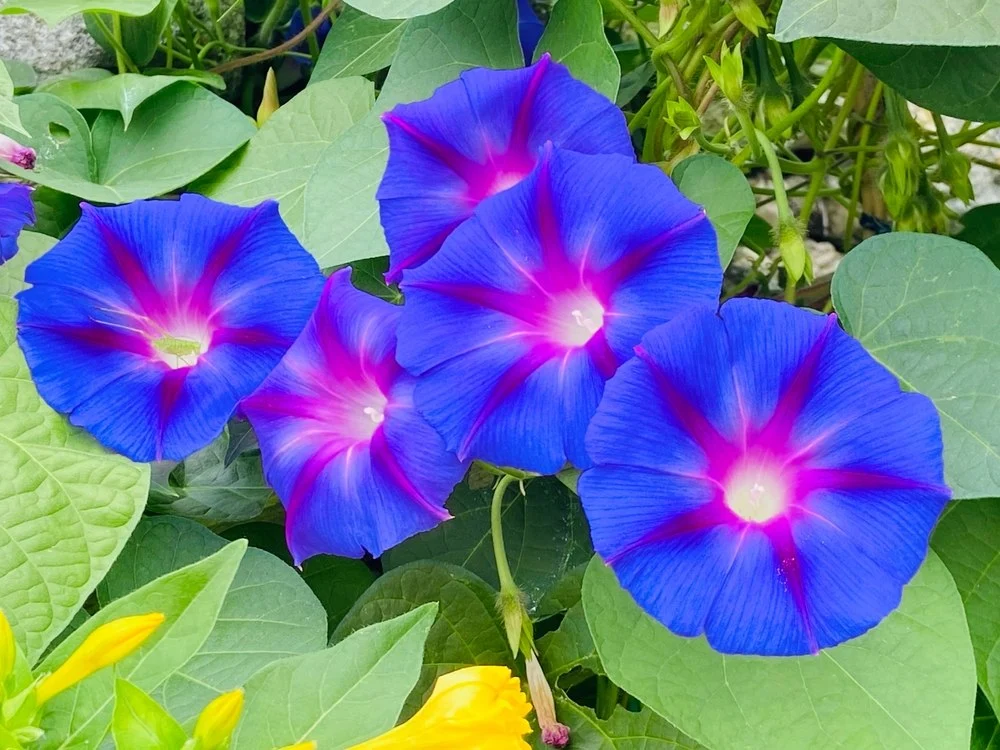 3 fleurs magnifiques peu d