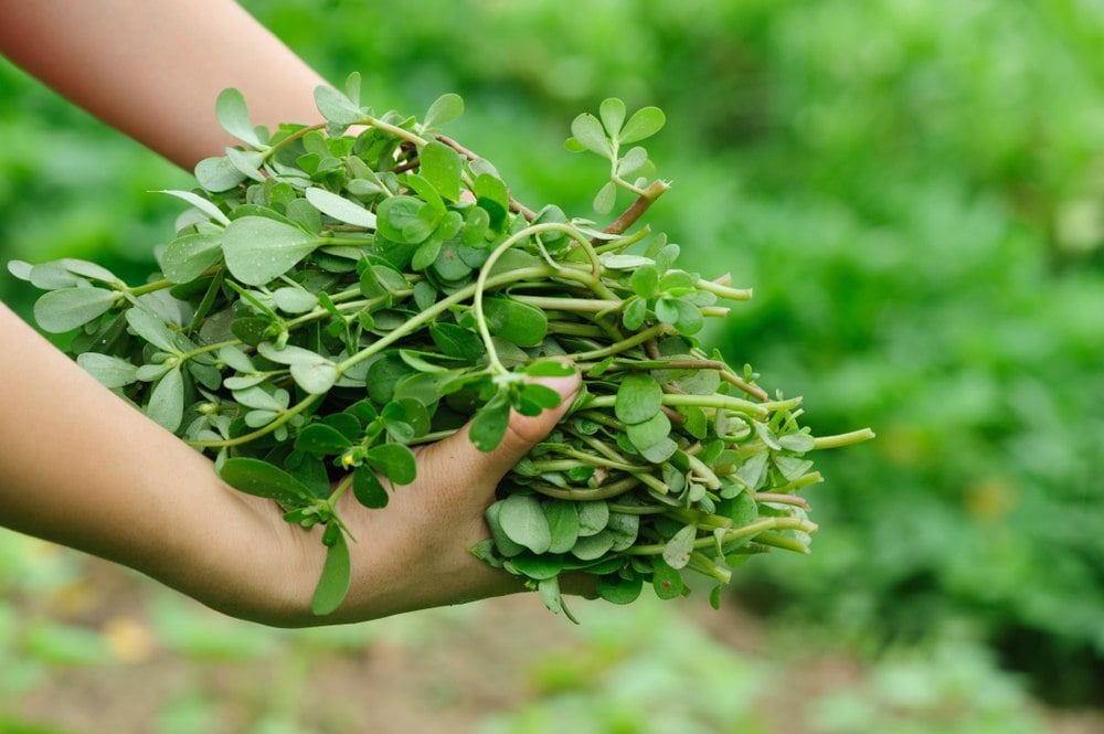 “Je ne les arrose presque jamais” : ces 2 légumes adorent la chaleur de juillet (et quasiment personne ne les connaît)
