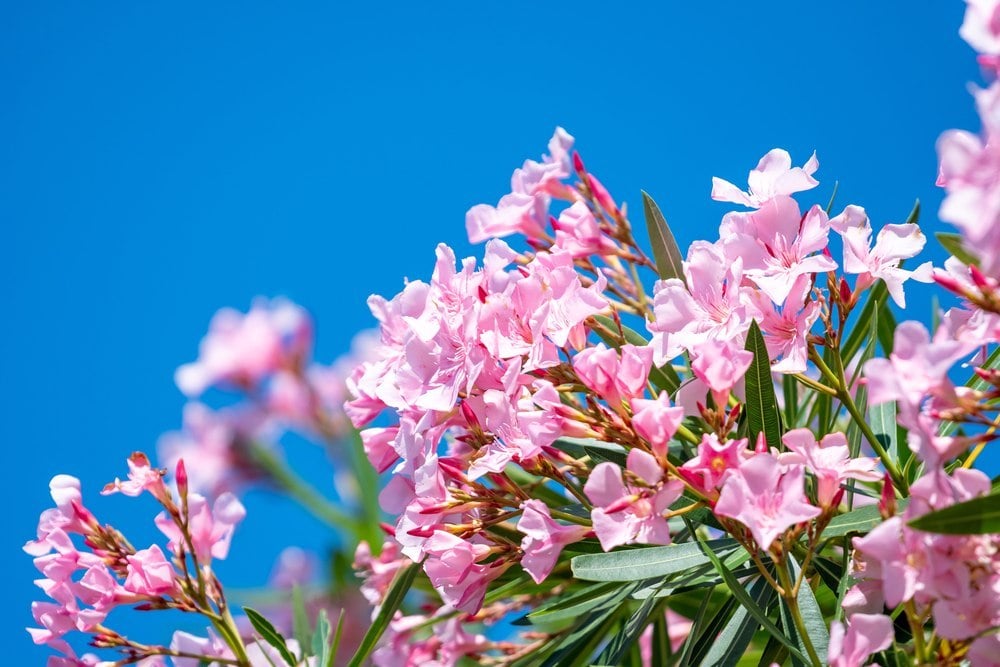 “Il est plus beau que jamais” : ces 3 engrais naturels ont complètement transformé mon laurier-rose