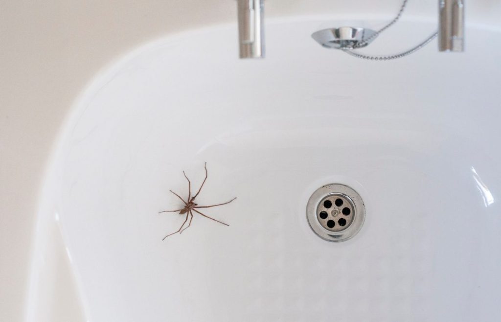 Vous avez peur des araignées ? Ces astuces simples les éliminent sans aucun produit chimique (et ça sent bon)