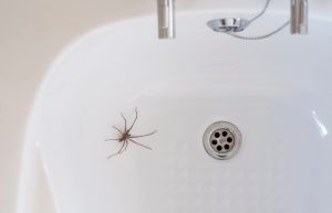 Vous avez peur des araignées ? Ces astuces simples les éliminent sans aucun produit chimique (et ça sent bon)