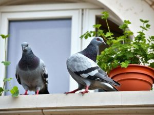 Votre balcon ou votre jardin est envahi ? Ces astuces naturelles vont faire fuir les pigeons en un clin d’œil
