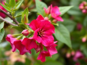 Tailler ses sauges arbustives : quand s’y prendre et comment faire pour entretenir leur vigueur