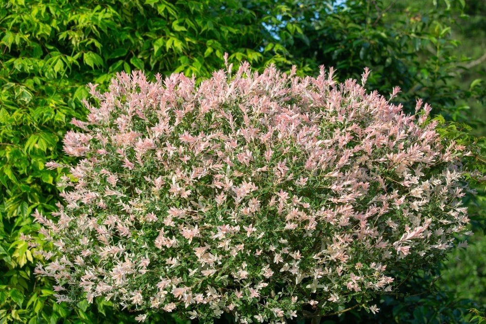 Saule crevette : comment le planter facilement et l’entretenir pour qu’il garde ses belles couleurs