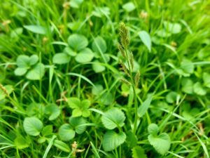Votre jardin est envahi de mauvaises herbes ? Voici la solution efficace pour retrouver une belle pelouse