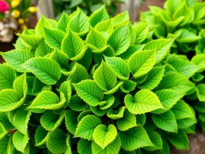 Vous rêvez d’une haie de thuyas impeccable toute l’année ? Voici la technique à appliquer pas à pas