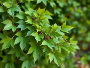 Marre du lierre envahissant ? Cette méthode imparable permet de l’éliminer en un temps record