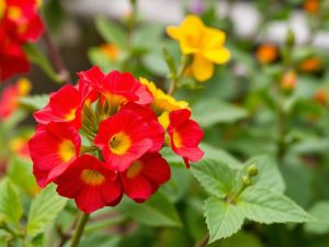 Ne taillez pas votre sauge arbustive n’importe quand : voici le moment crucial à respecter
