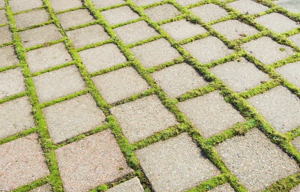 7 astuces efficaces et simples pour enlever rapidement la mousse sur votre terrasse