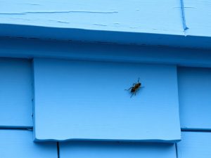 La couleur qui fait vraiment fuir les araignées de chez vous