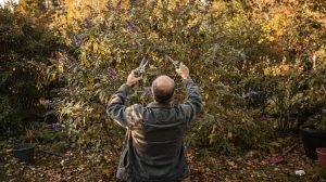 Deux voisins taillent leurs arbustes ce dimanche : un seul les retrouve beaux au printemps