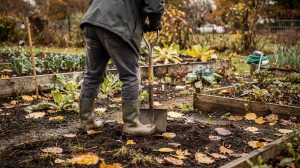 Ma voisine retourne toute la terre de son potager chaque automne : un jardinier lui a conseillé d’arrêter