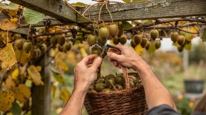 Patrick a récolté ses kiwis durs comme des cailloux : son arboriculteur lui a expliqué pourquoi