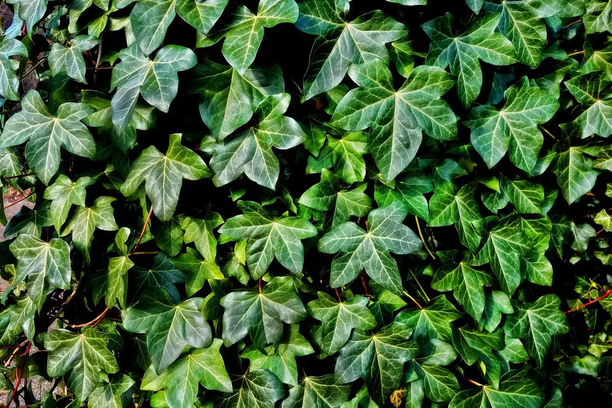 tiges de melon et fruits en formation dans un potager avec paillis et mains gantées
